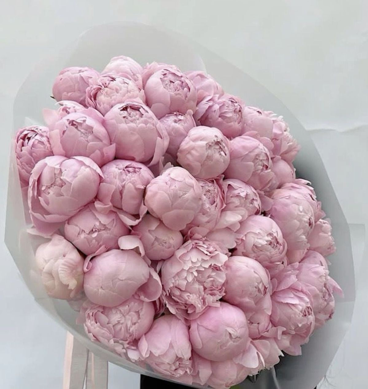 Pink Peonies