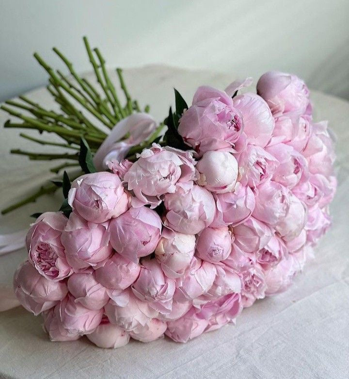 Pink Peonies