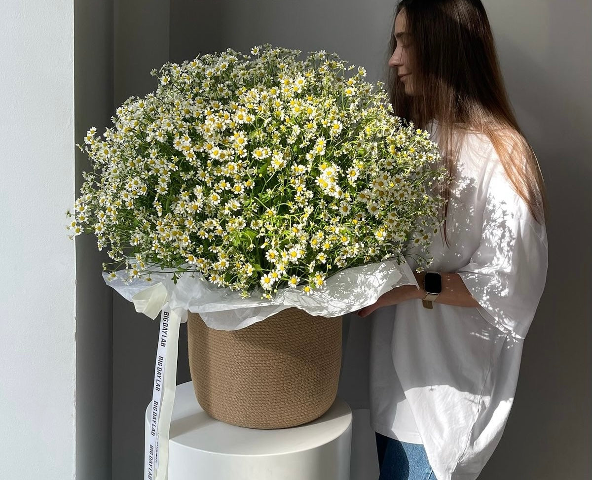 Chamomile basket (Daisies)