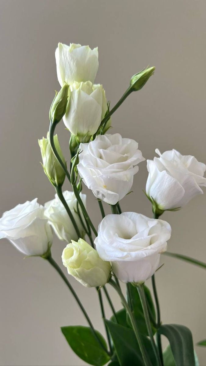 White Eustoma