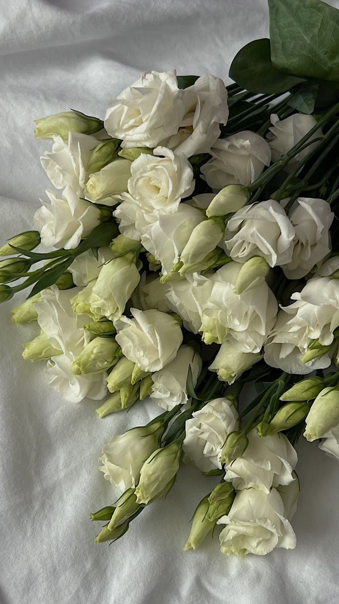 White Eustoma