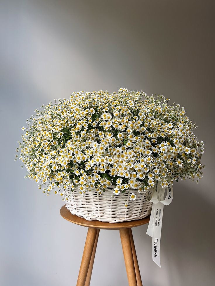 Chamomile basket (Daisies)