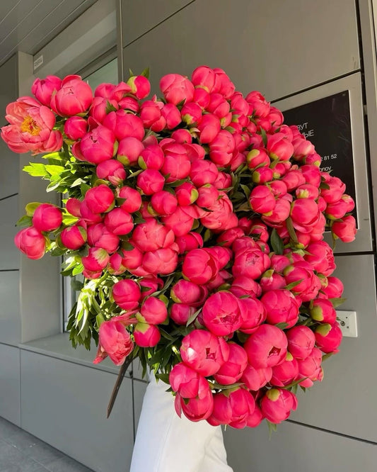 Coral Premium Peonies