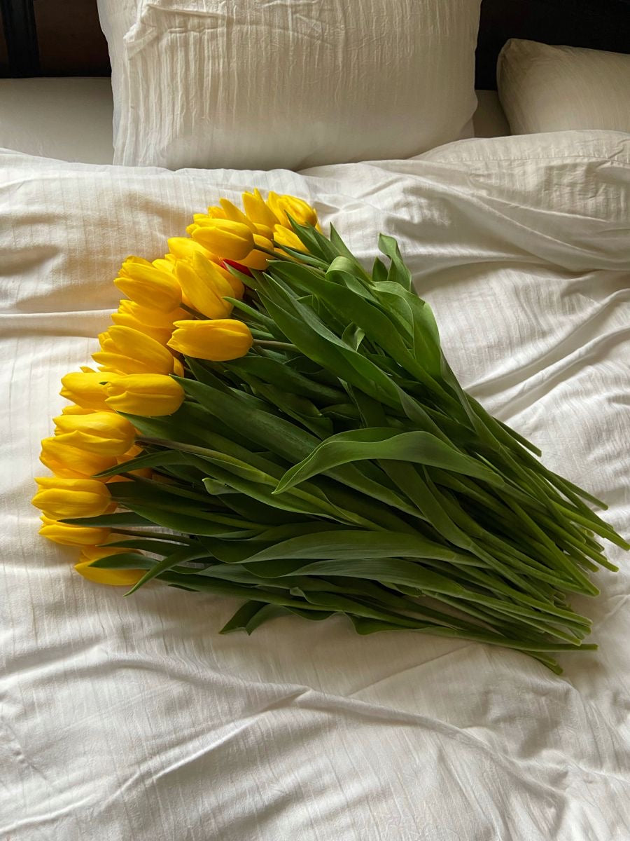 Yellow Tulips Premium