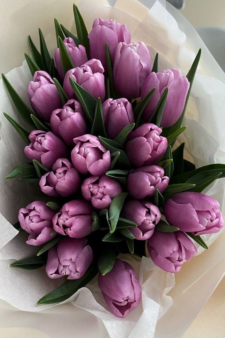 Lilac Tulips Premium