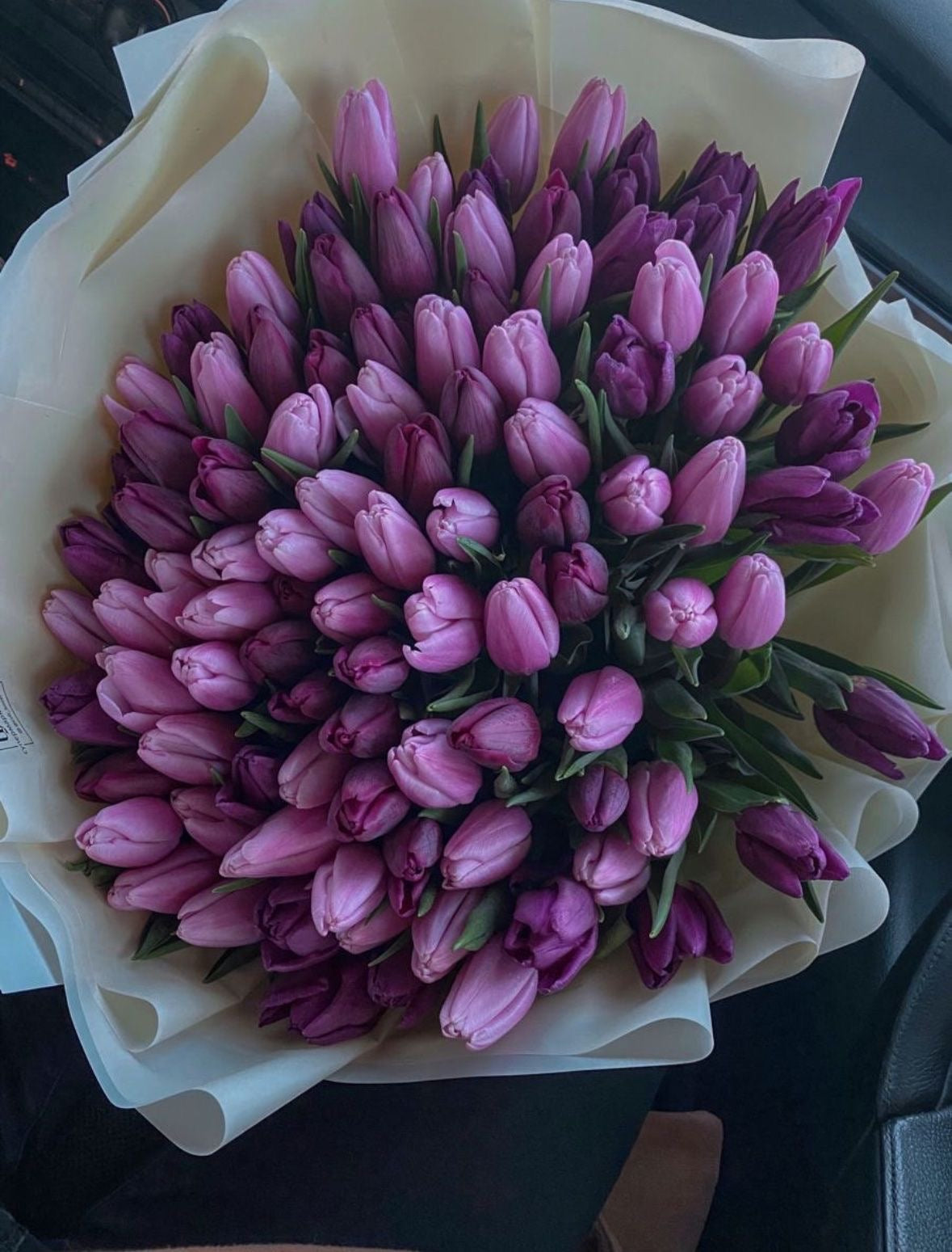 Lilac Tulips Premium