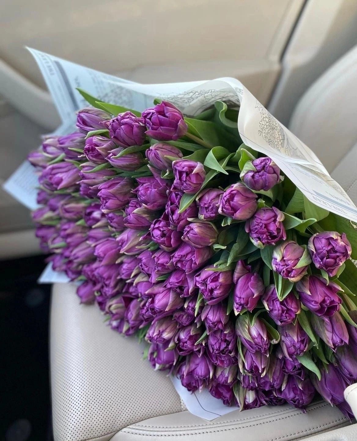 Lilac Tulips Premium