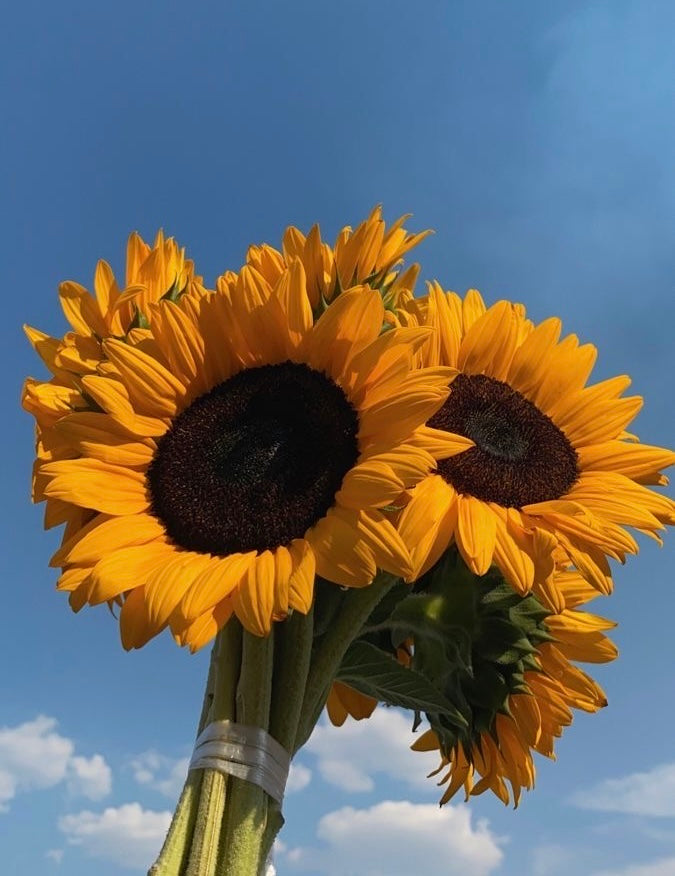 Sunflowers