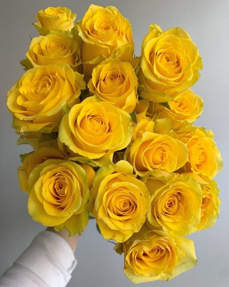 Yellow Premium Roses