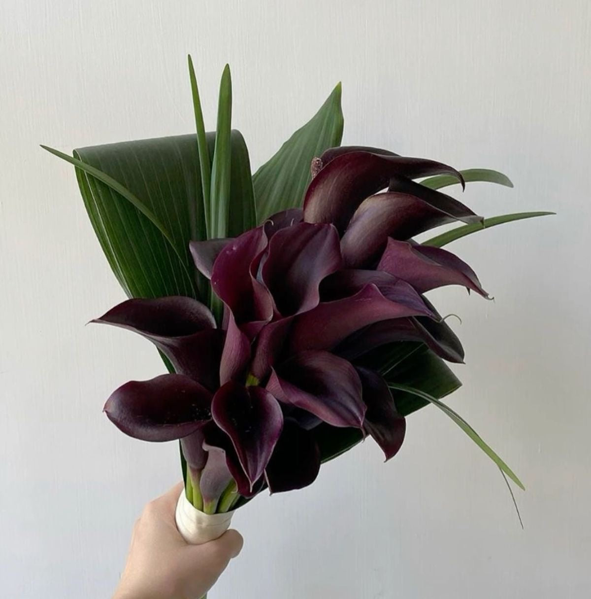 Calla lilies Black