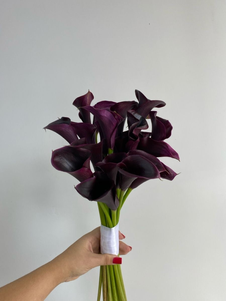 Calla lilies Black