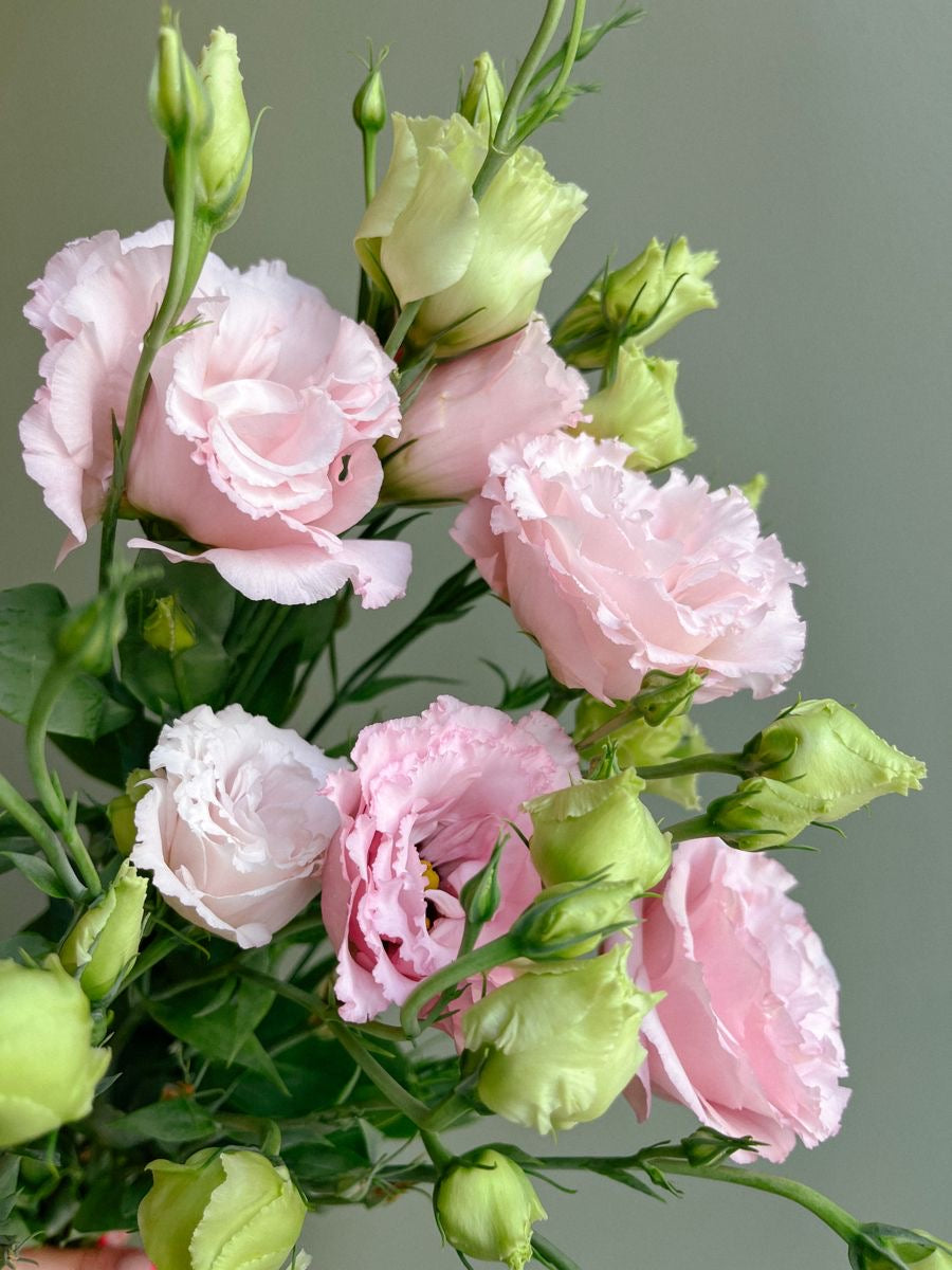 Pink Eustoma